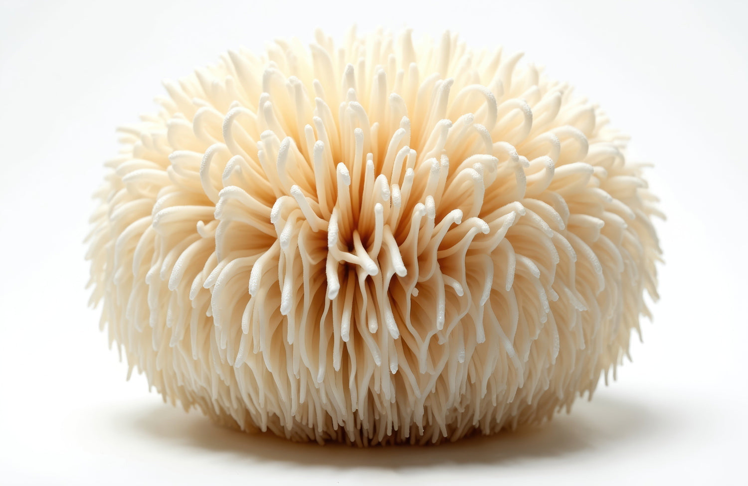 Why Lion’s Mane is a Staple in Mushroom Coffee (and Why You Should Try It)