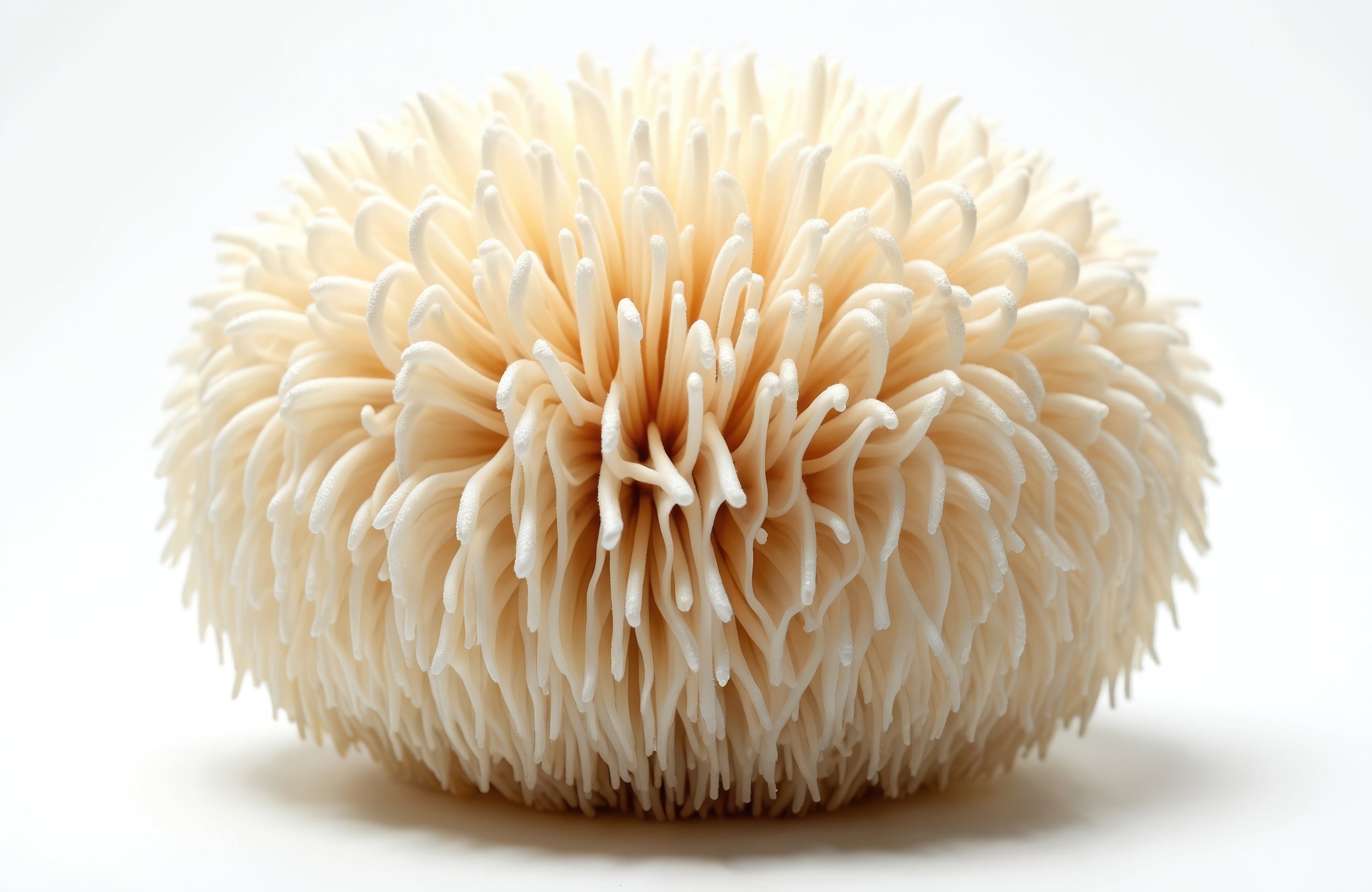 Why Lion’s Mane is a Staple in Mushroom Coffee (and Why You Should Try It)